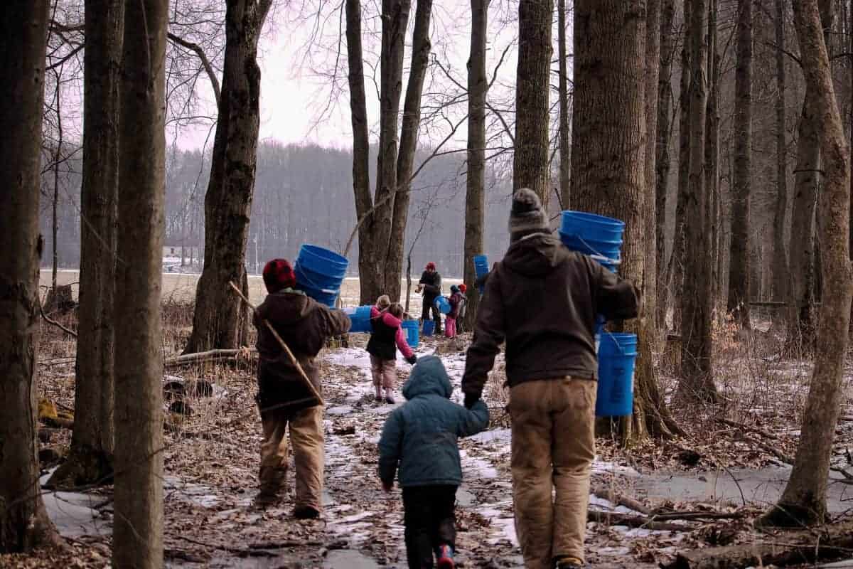 tapping maple trees and making maple syrup with kids