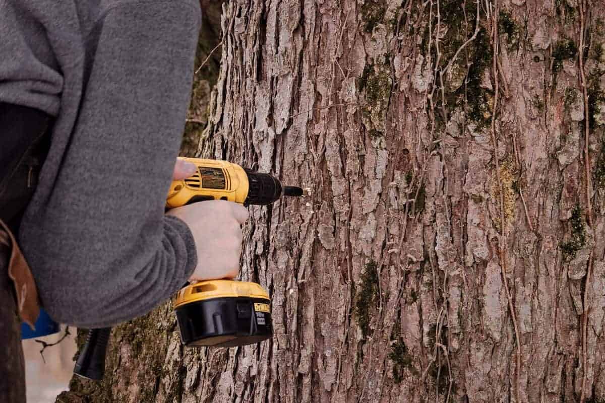 drilling a hole in a maple tree for a tap