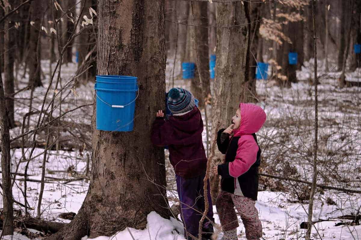 how to make maple syrup with kids