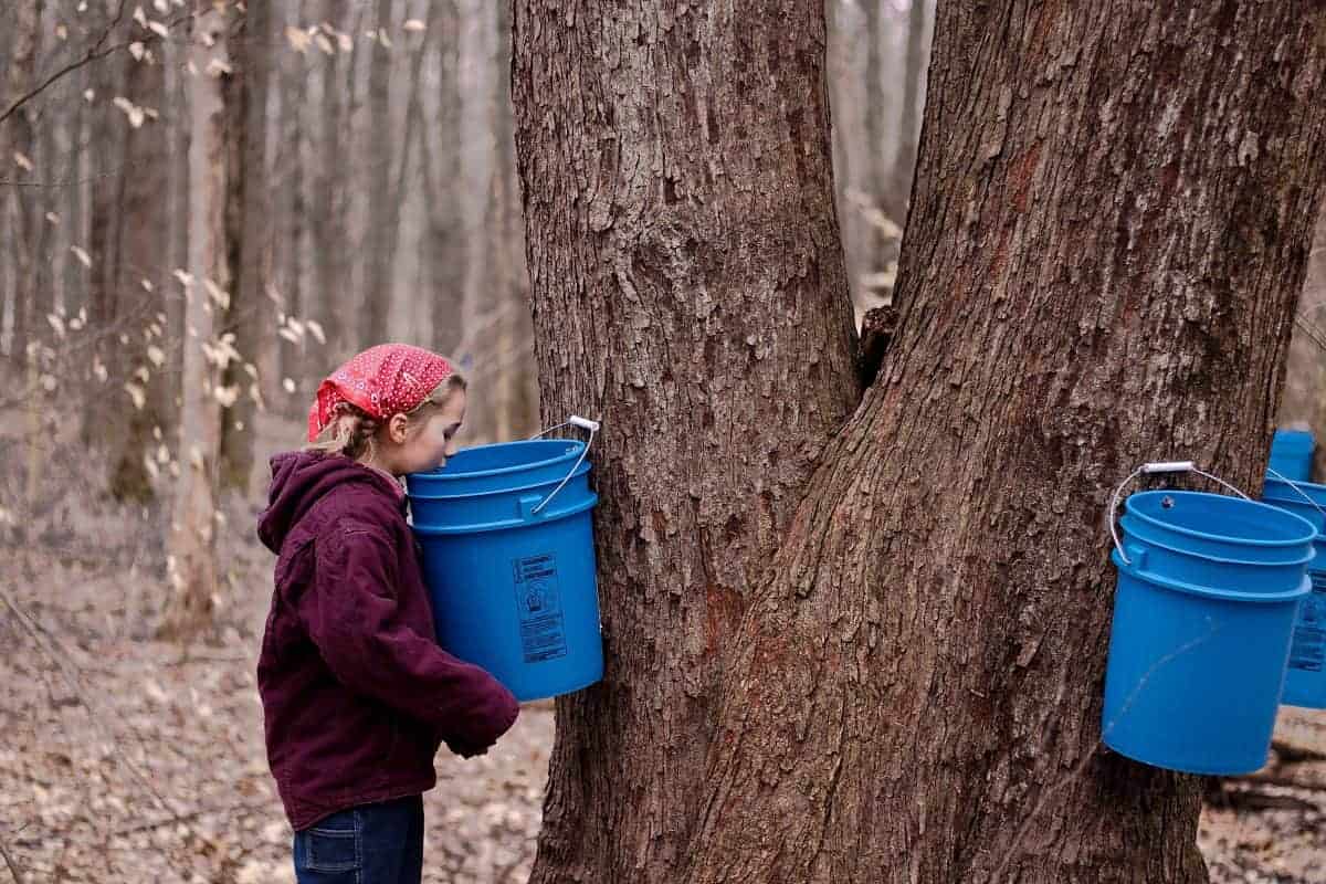 collecting maple sap for syrup