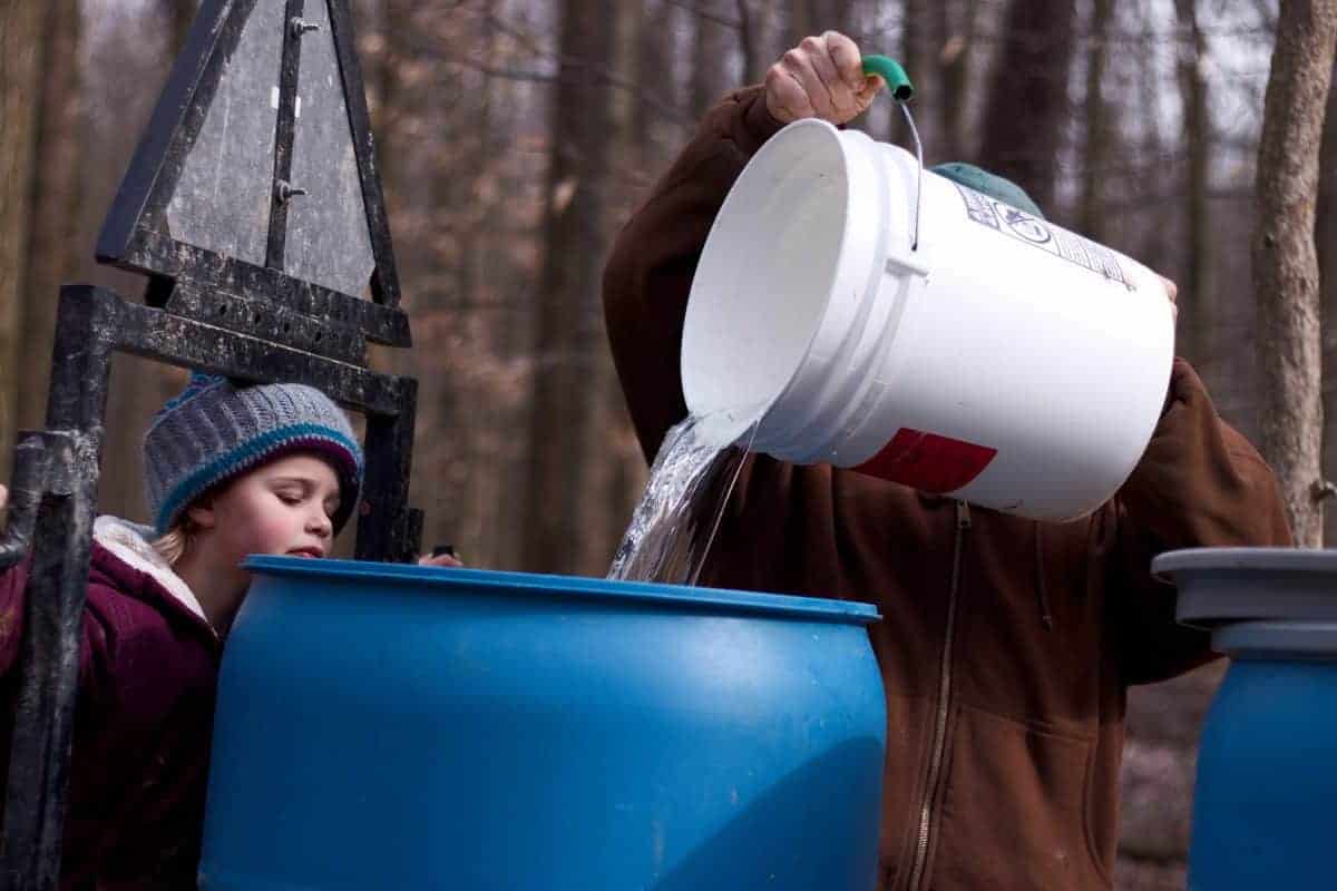 maple tree sap for syrup