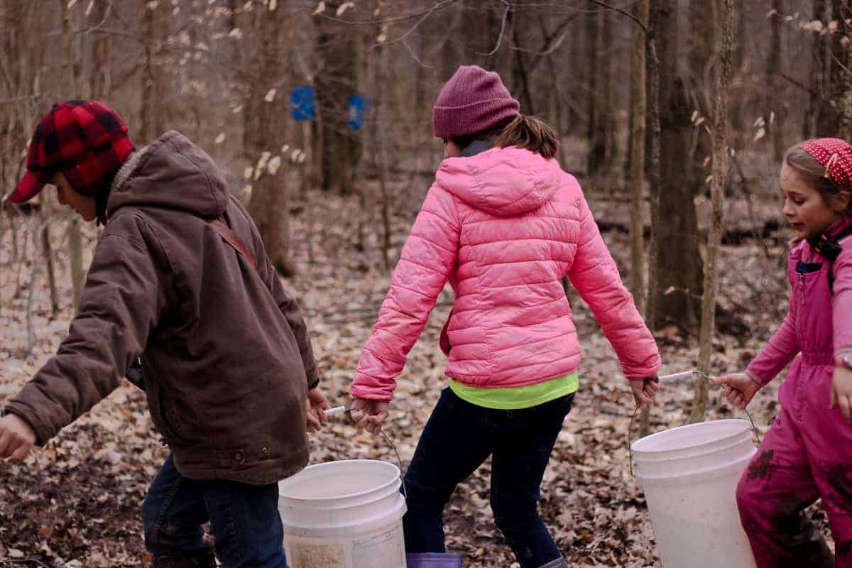 best way to collect sap for maple syrup