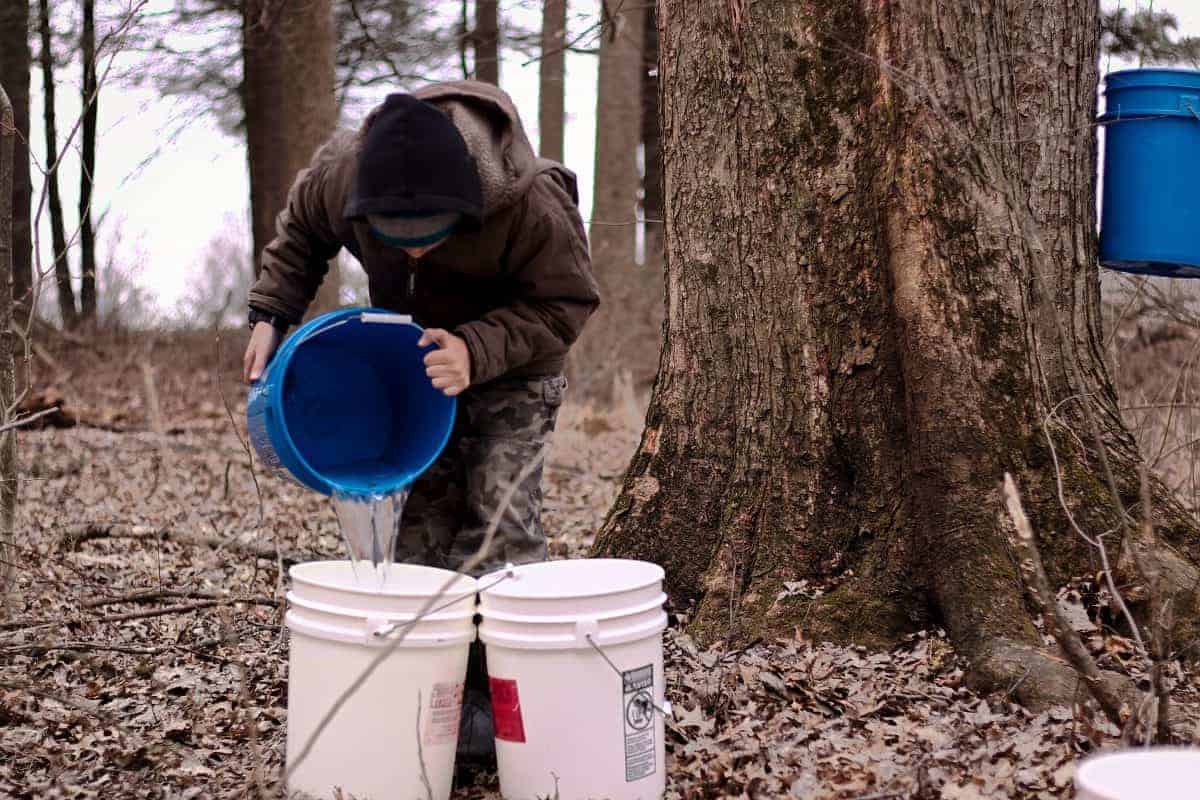 collecting sap for maple syrup