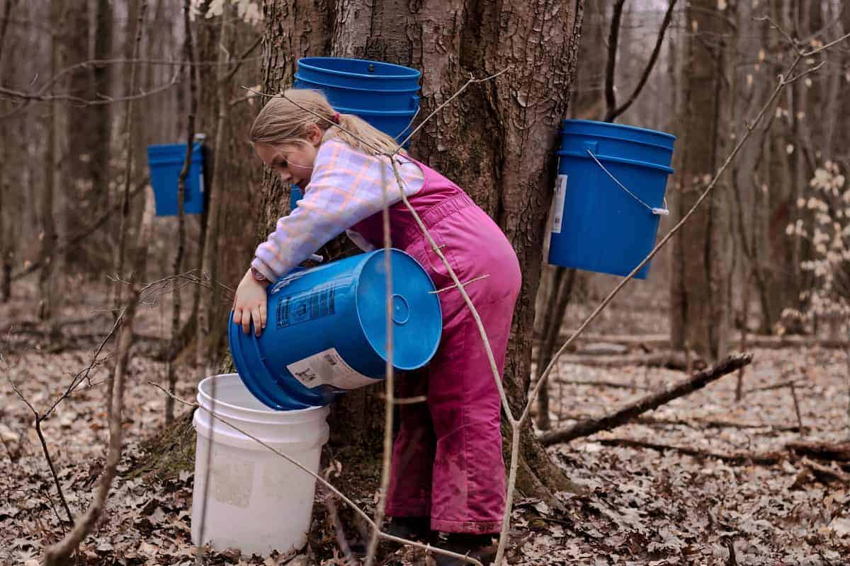 how much sap do you need to make maple syrup