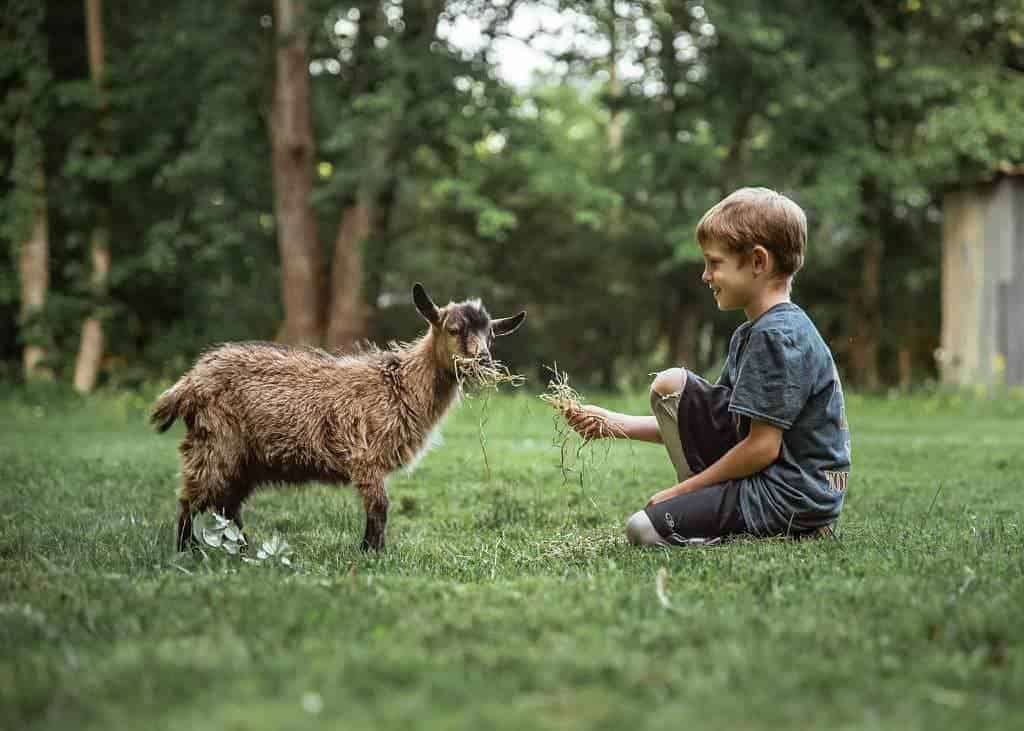 animals teach kids about responsibility