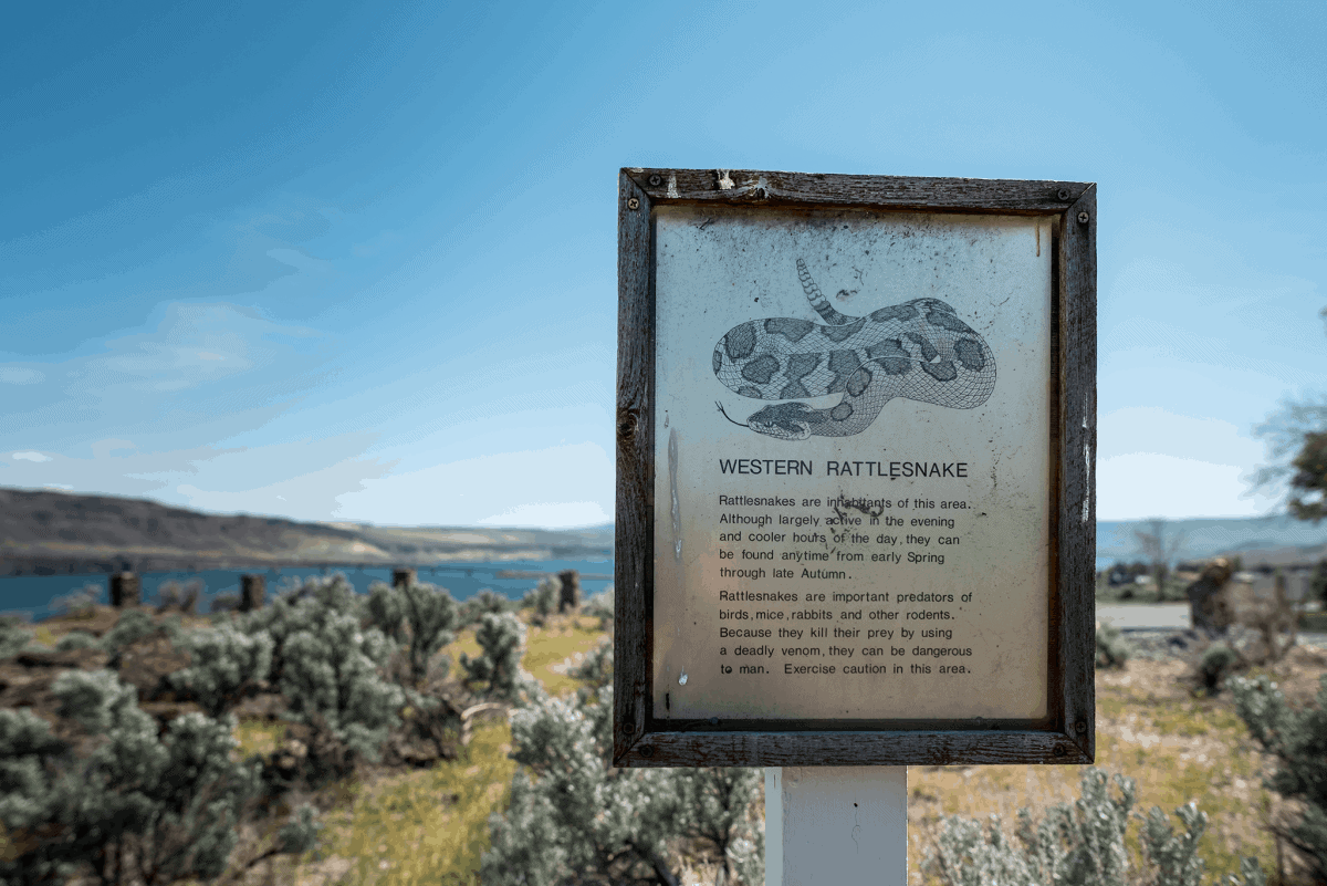 Gingko Petrified Forest State Park with kids