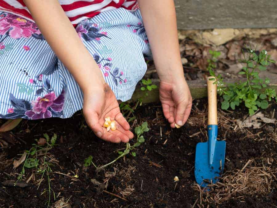 growing a vegetable garden with kids