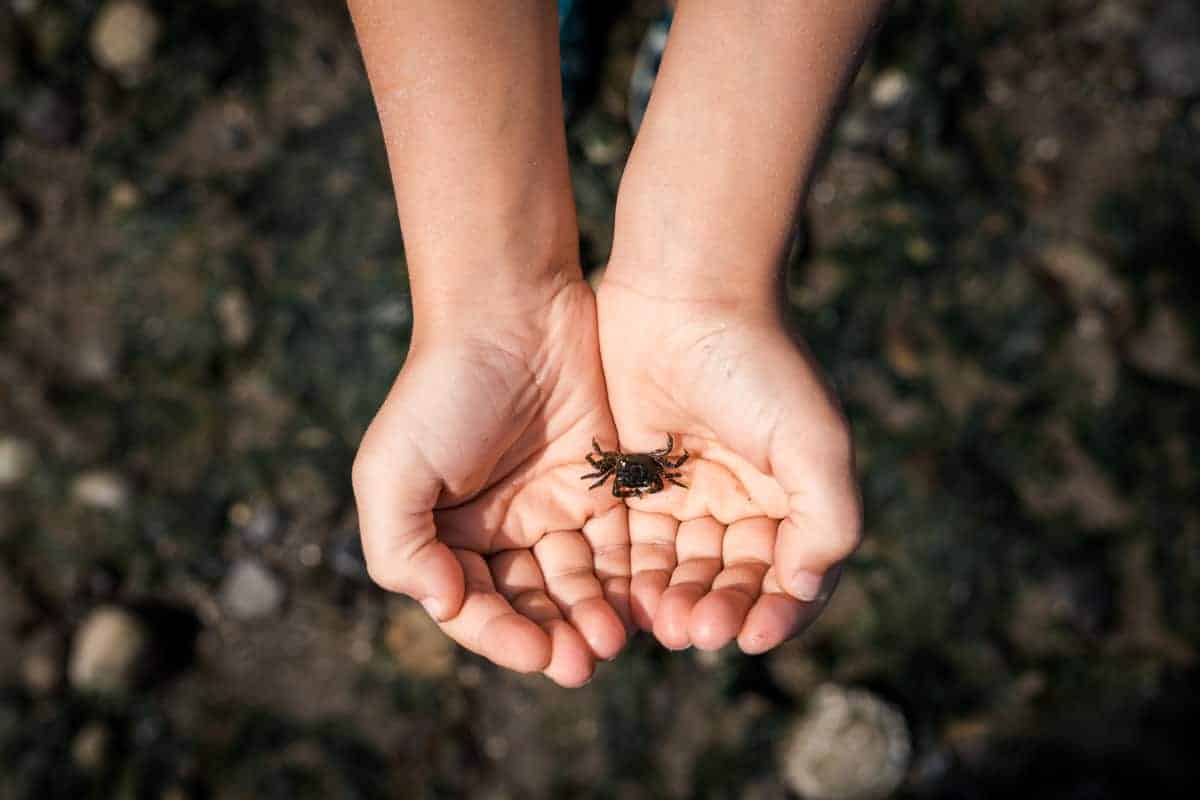must-have photos to capture this summer baby crab