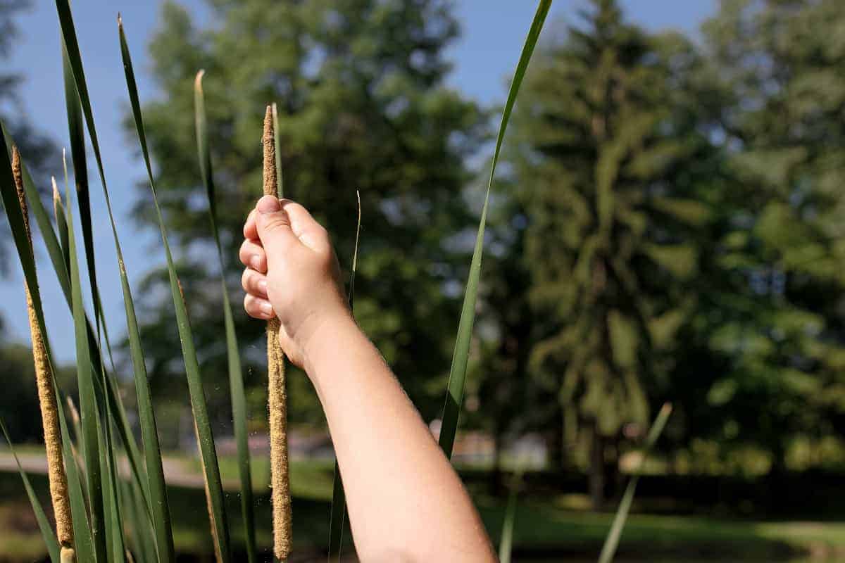 pond sensory activities for kids - cattails