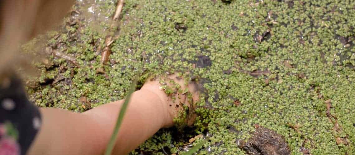 Feeling Duckweed