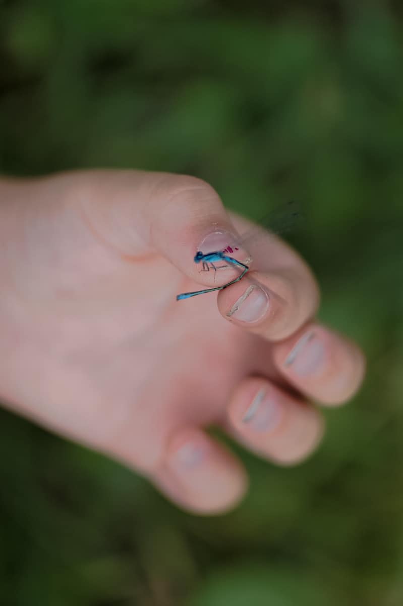 Catching dragonflies with kids