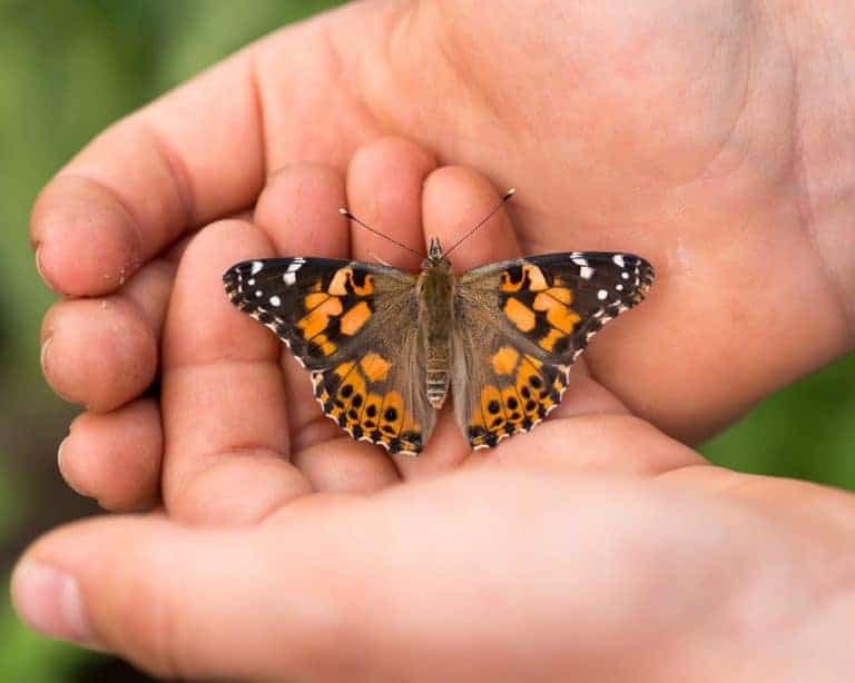 How to Plant a Butterfly Garden with Your Child • RUN WILD MY CHILD