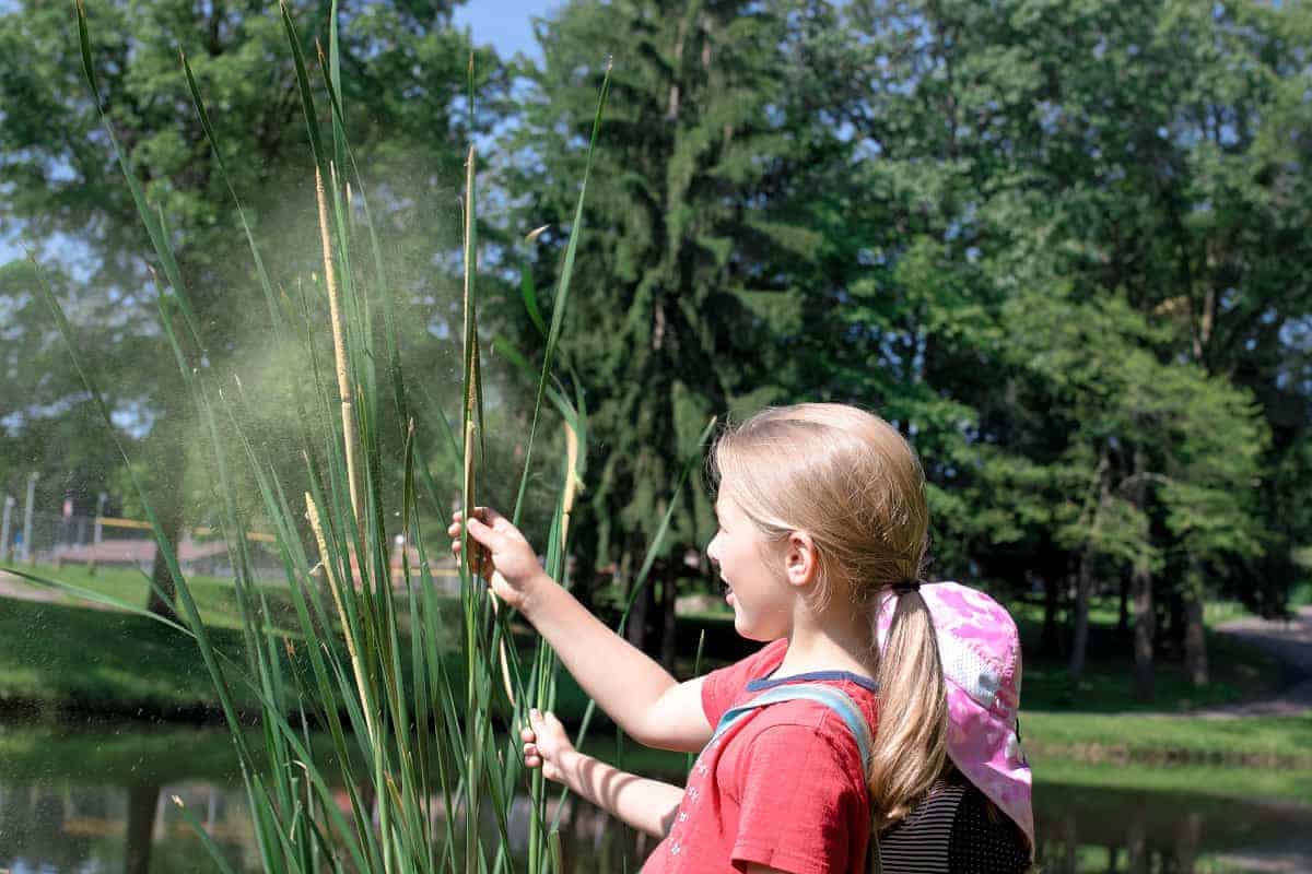 pond nature study for kids - cattails