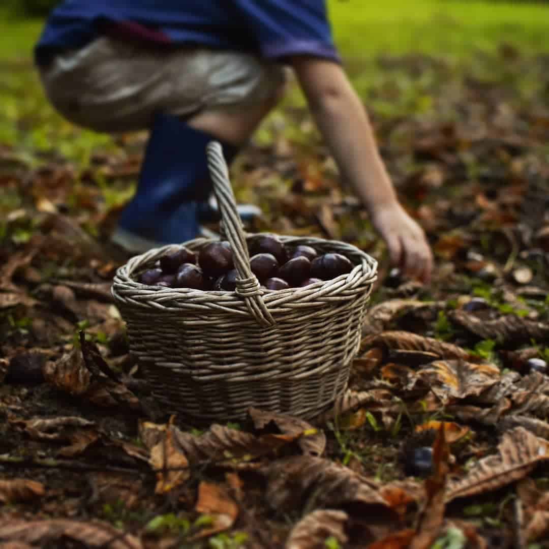 fall activities for kids - collecting conkers buckeyes