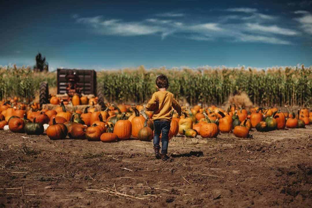 outdoor fall bucket list for kids - visit a pumpkin patch