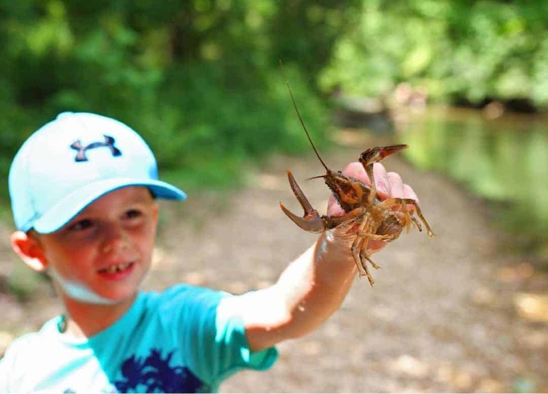 tips on how to help kids that are afraid of bugs, insects, snakes and other animals