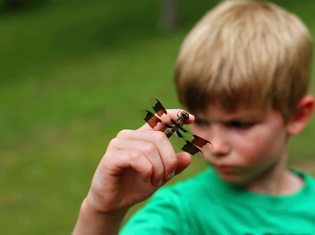 how to help your child overcome their fear of insects