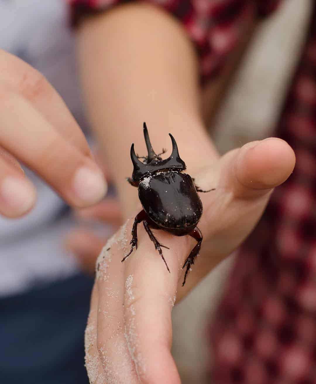 fear of bugs and insects in children is normal