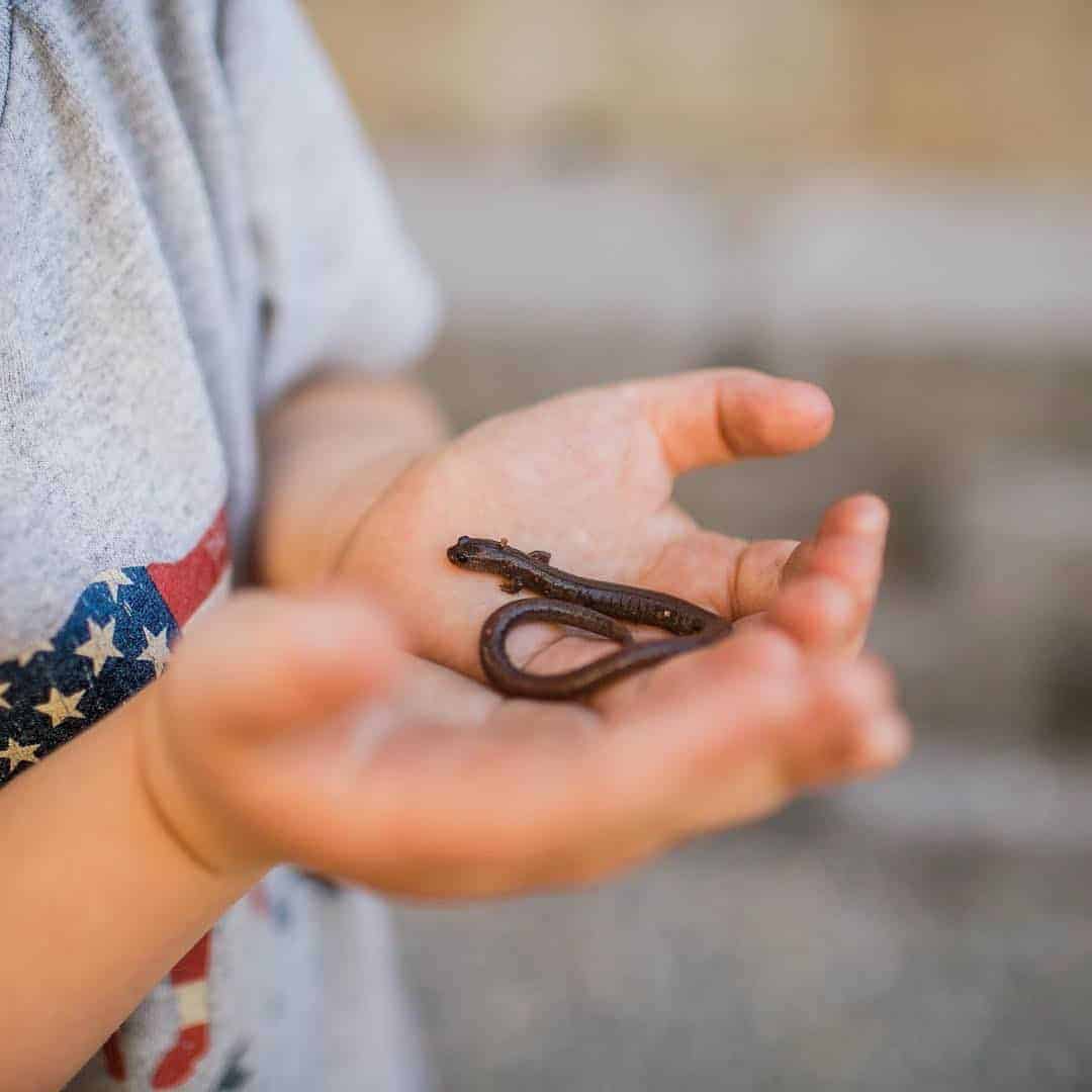 tips for helping a child manage fear of snakes, spiders, bees and other creepy-crawlies