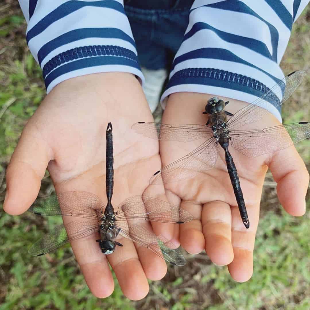 tips for helping kids with fear of insects