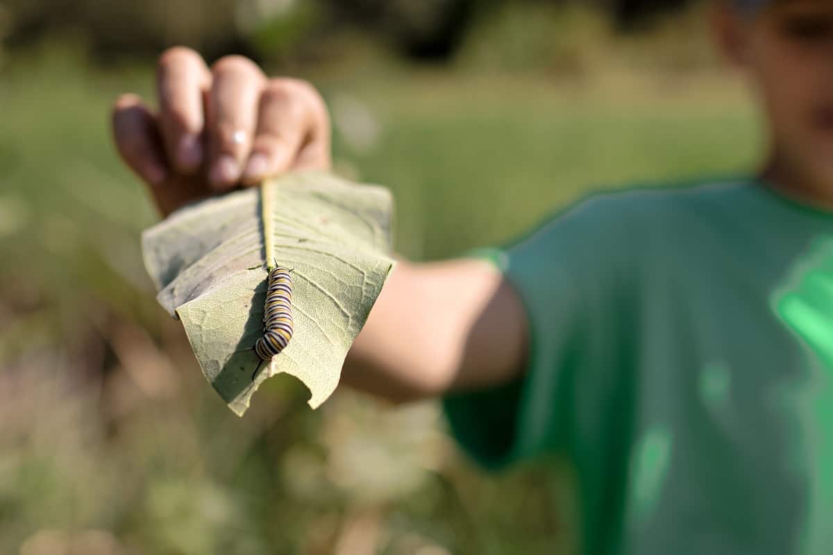Kids Finding Caterpillars Outside - How to Get Kids Outside During the School Year