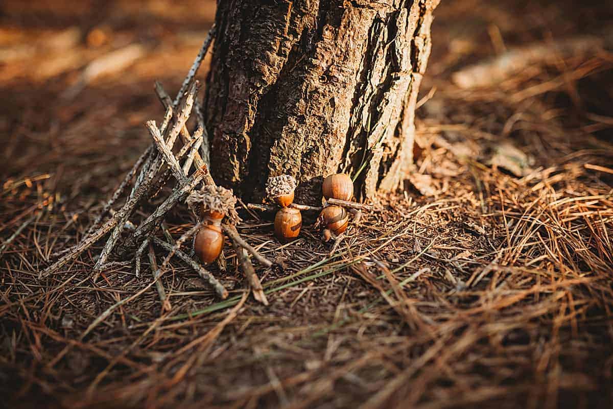 making acorn families - fall nature inspired activities for kids and favorite fall books