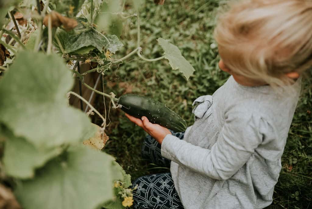 How to incorporate more garden vegetables into your children's diet