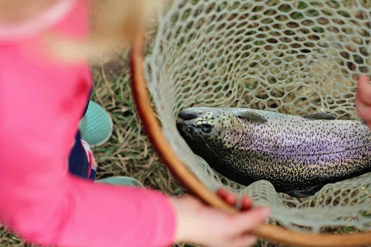 fly fishing for trout with kids