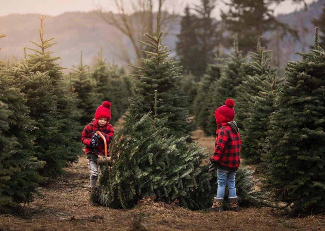cut down your own tree - holiday outdoor activities
