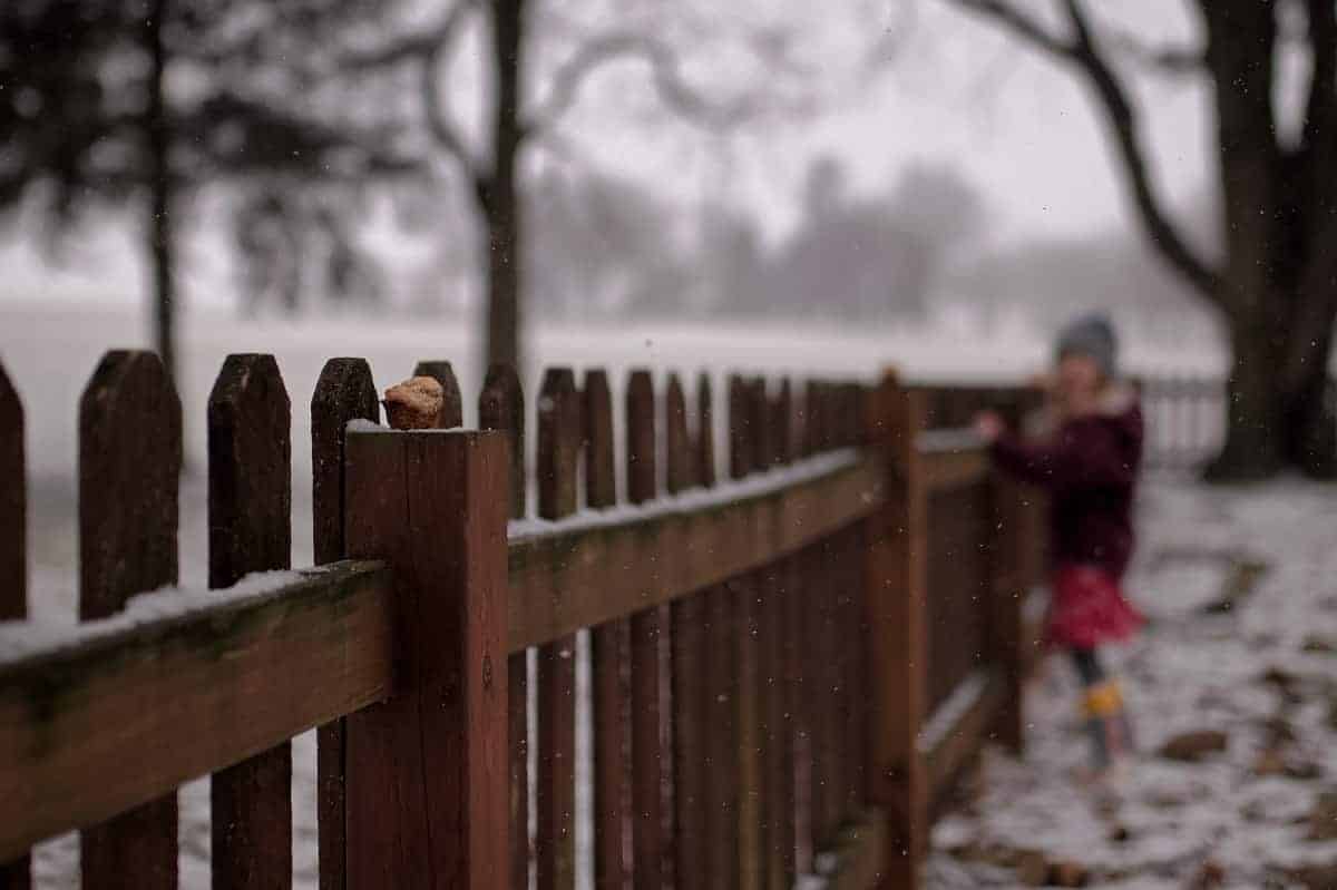 bird muffins on fence posts