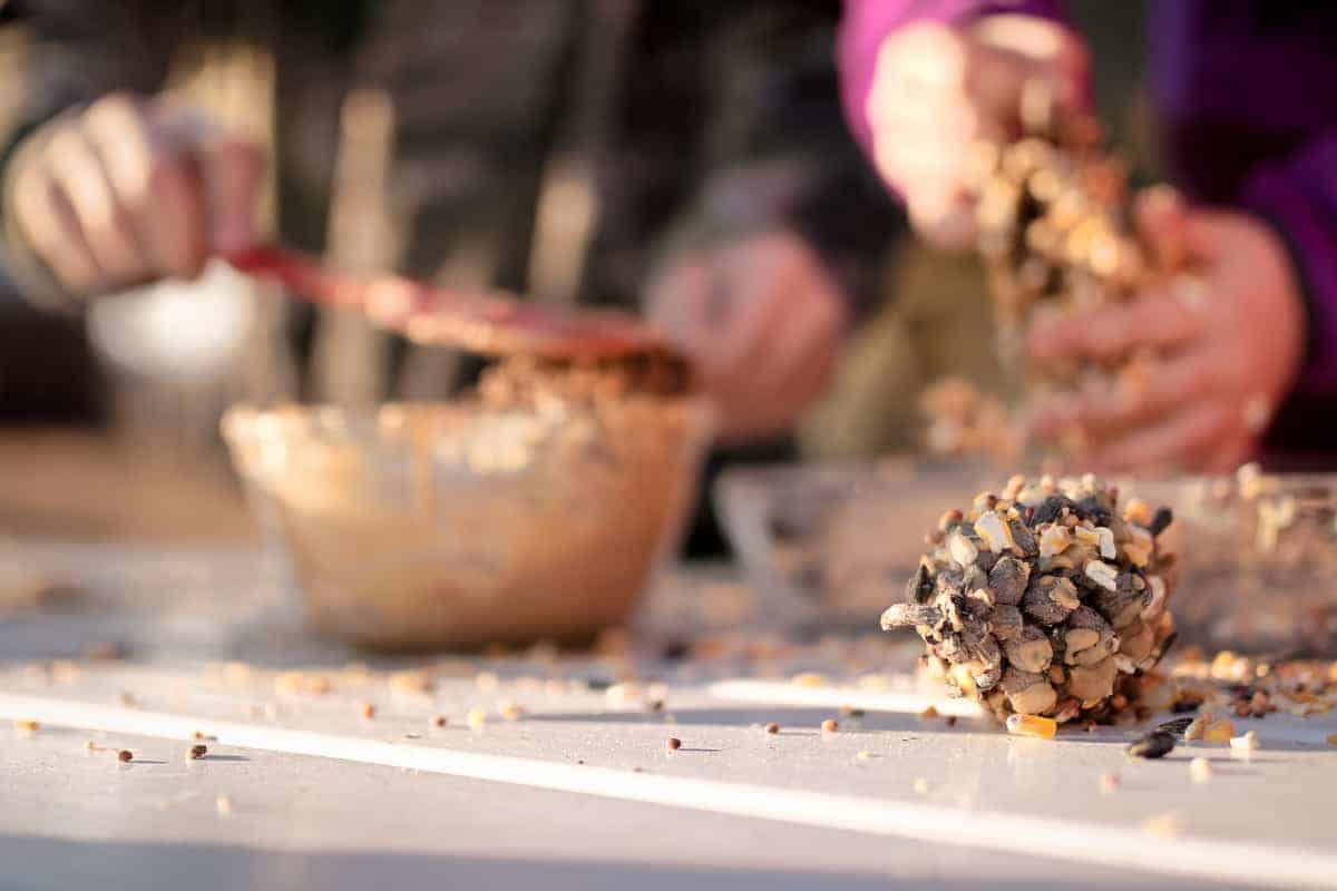 making pine cone bird feeders with kids