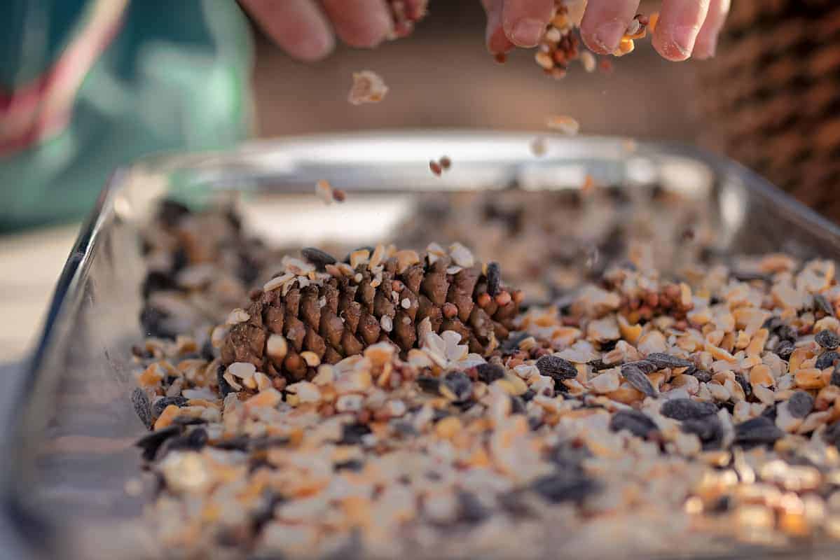 covering pine cones with bird seed