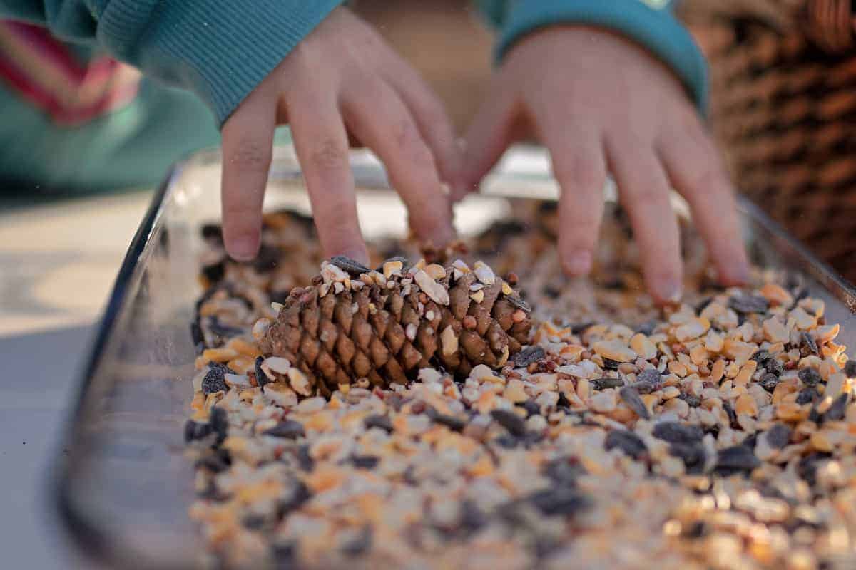 rolling pine cones in bird seed
