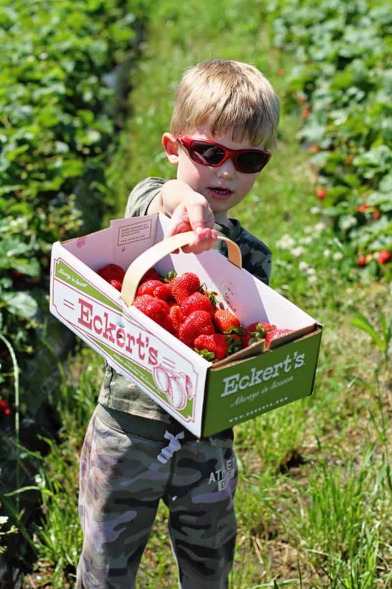strawberry picking tips for kids