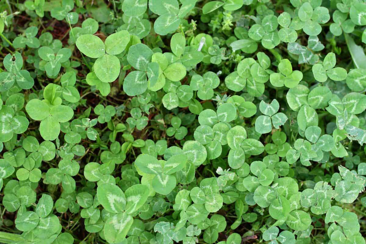 Increase luck in 4-leaf clover search
