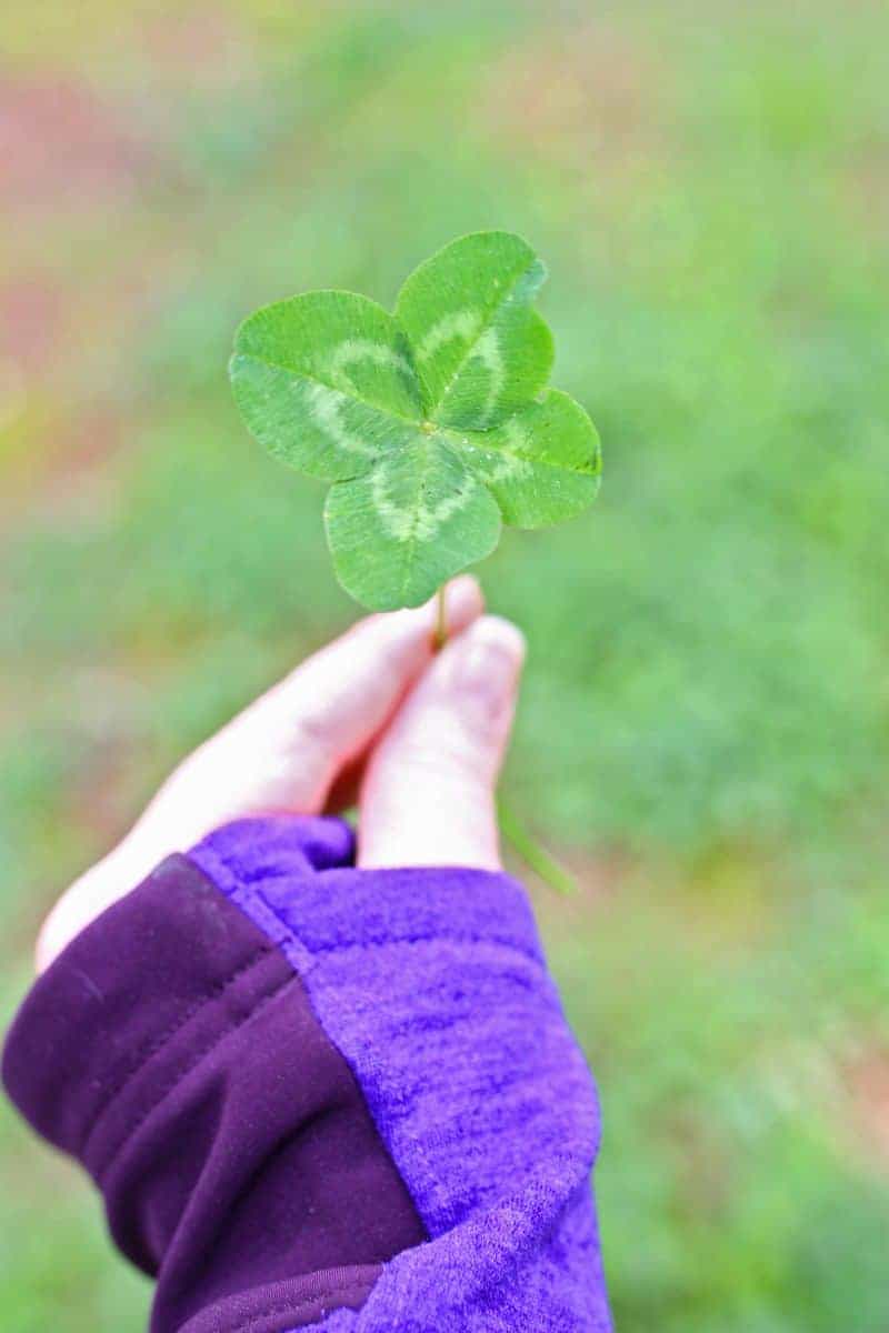 how hard is to find a four leaf clover
