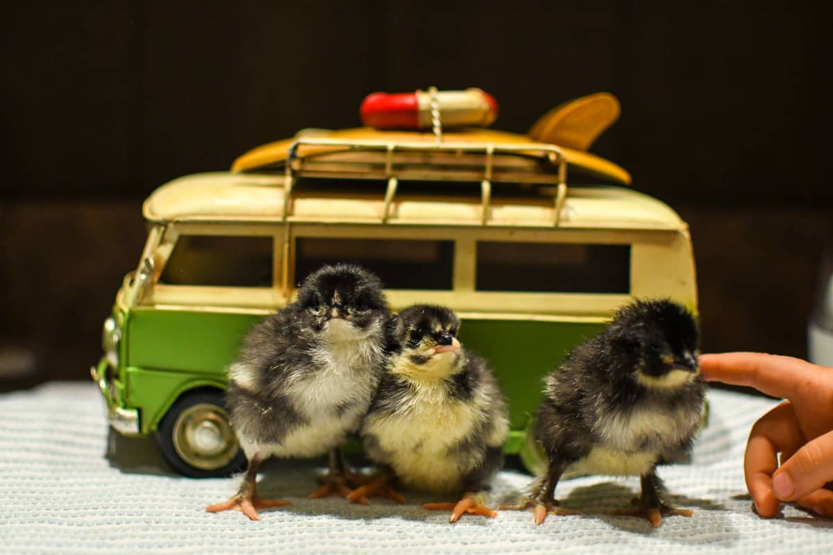 how to hatch baby chicks in an incubator with kids