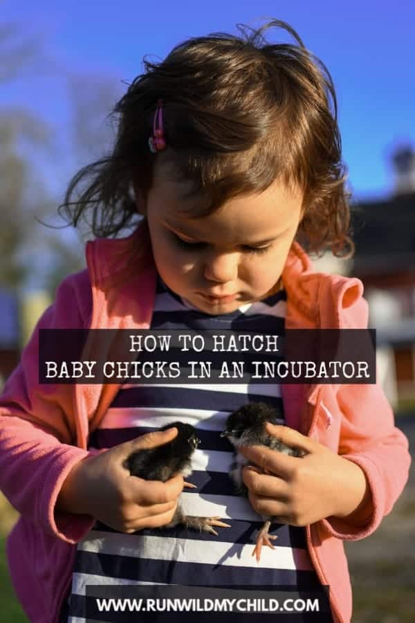 Hatching Chicks in an Incubator with Kids