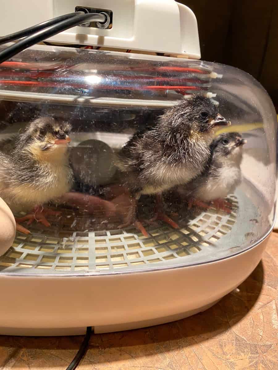 baby chicks in an incubator