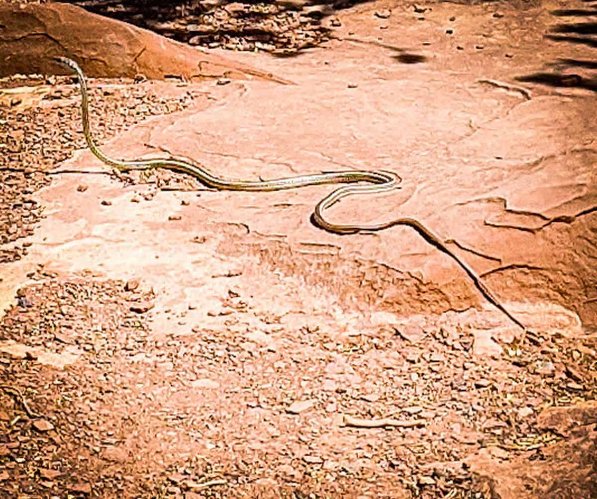 Snake at Gooseneck Overlook, Capitol Reef National Park, June 2020