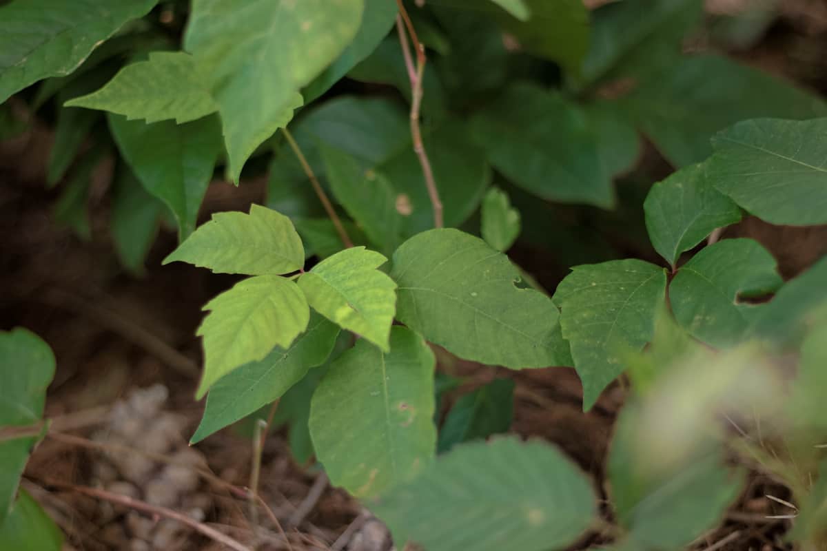Poison Ivy prevention and treatment for kids