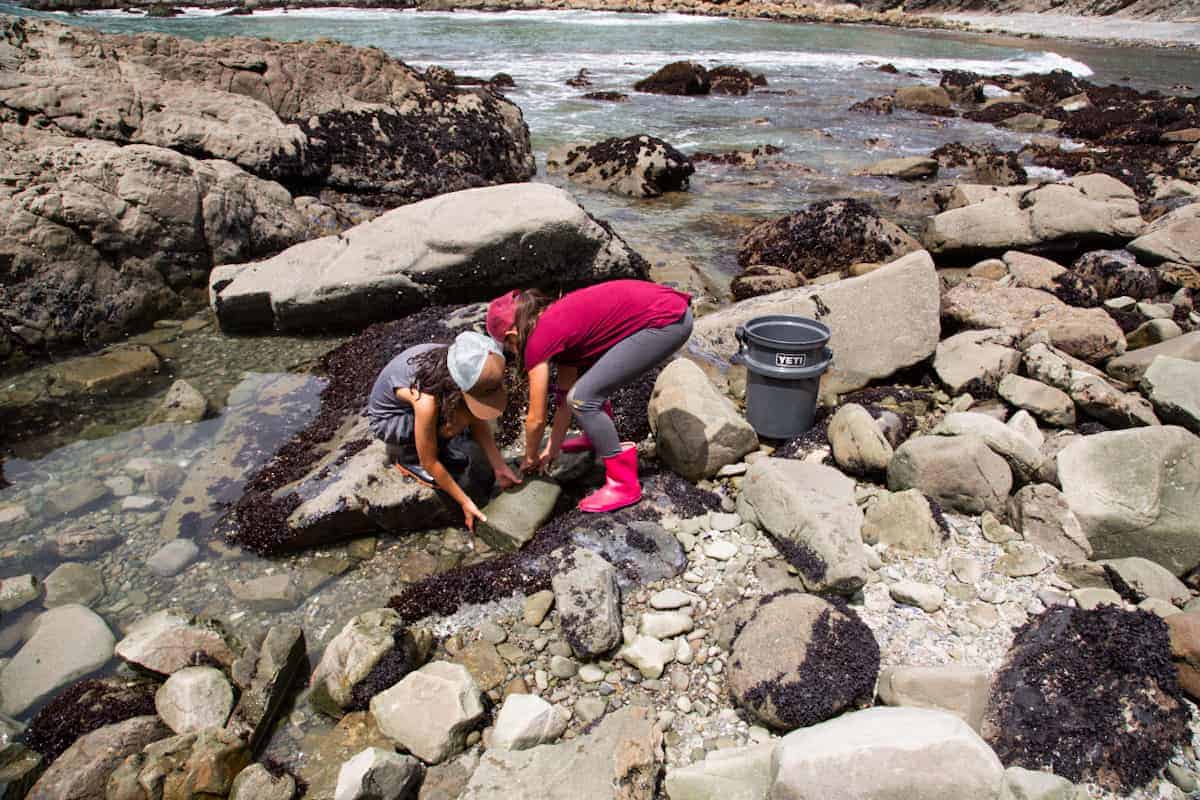 Exploring tidepools with kids along the California coastline