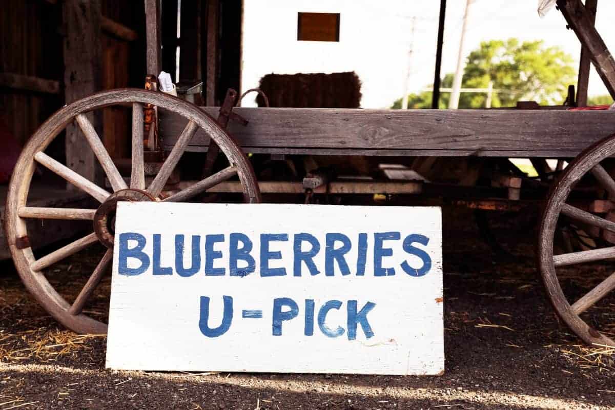 u pick blueberry farm tips