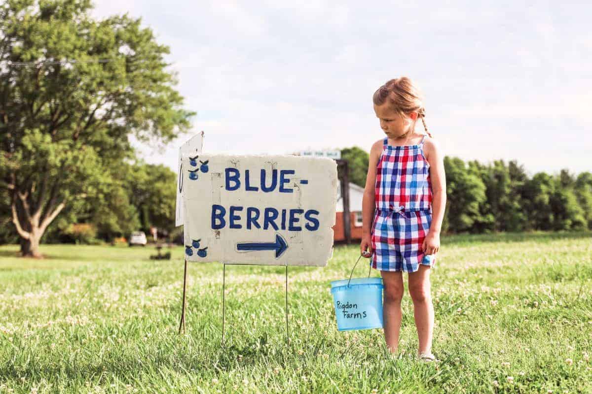 Tips for pick your own blueberries with kids