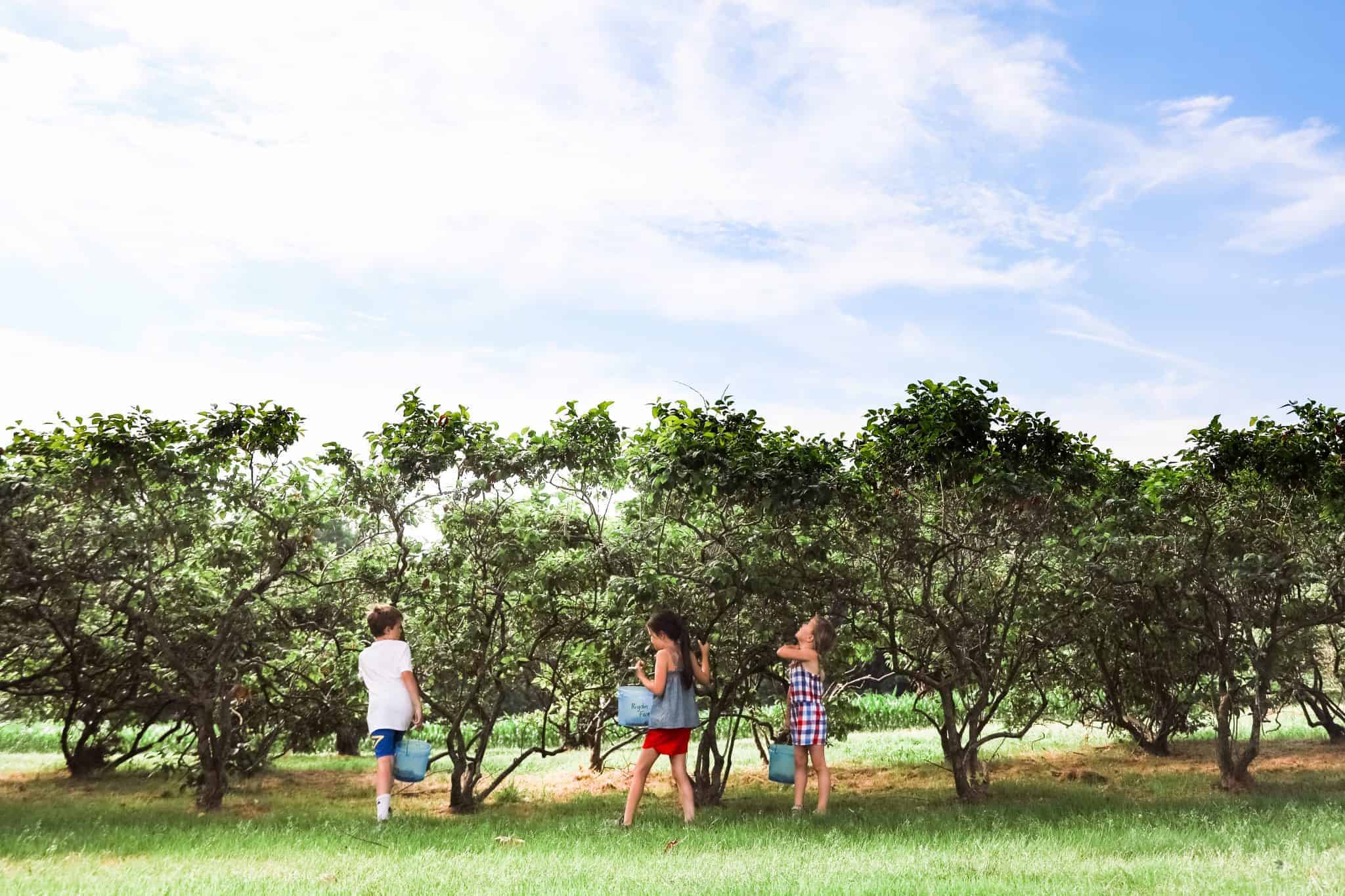 blueberry picking with kids