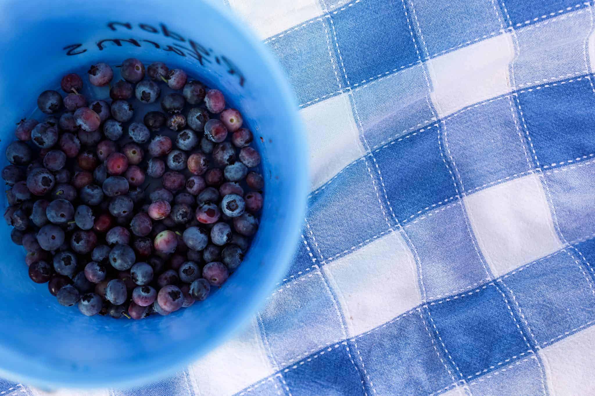 what to pack for picking blueberries with kids