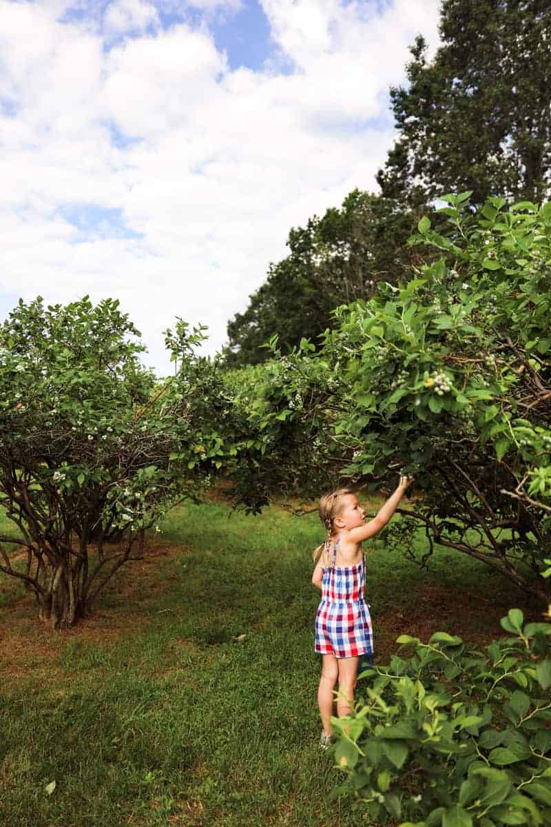 how to pick blueberries with kids