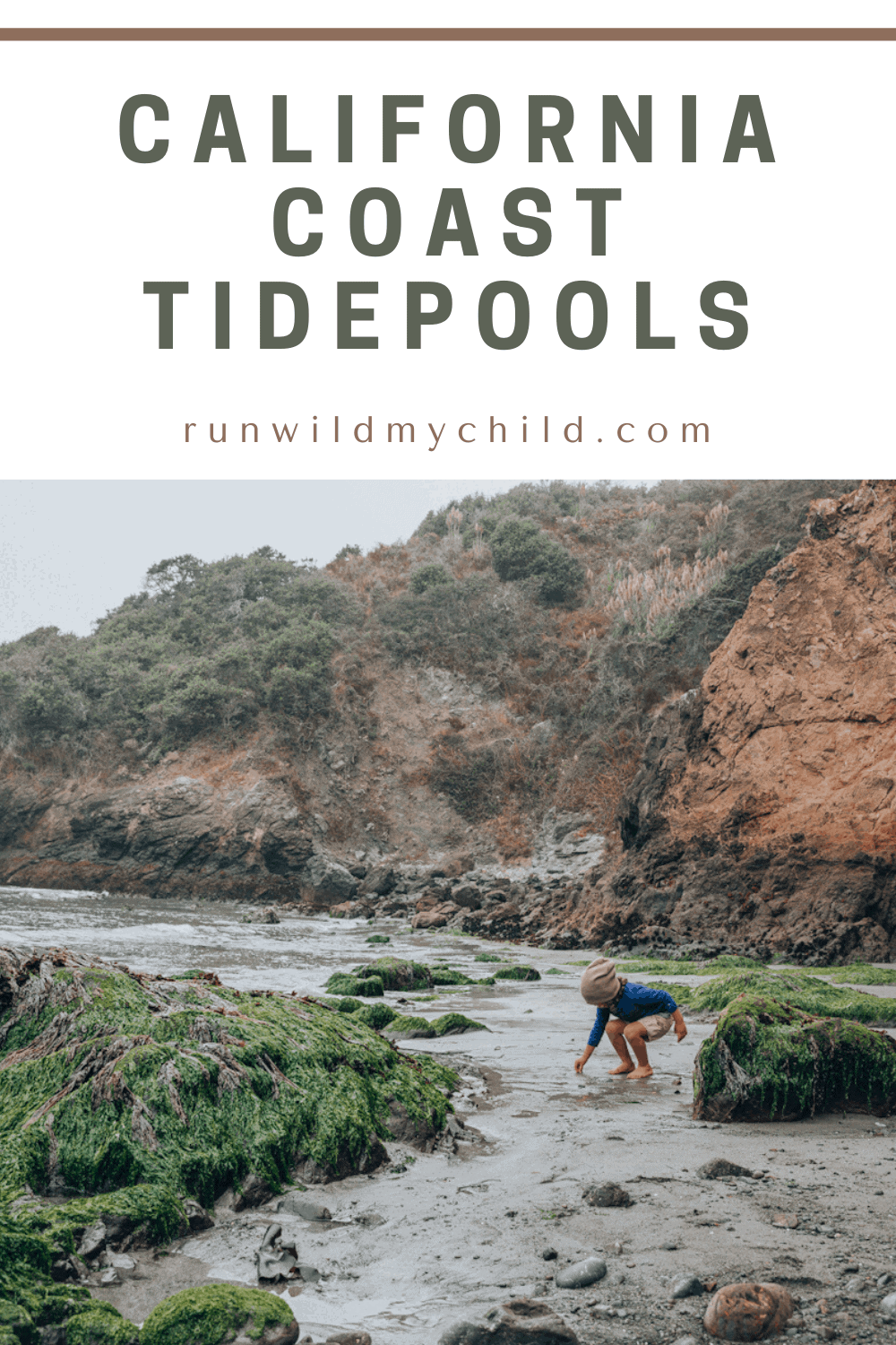 exploring california coast tidepools with kids