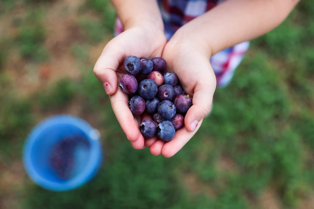 how to pick ripe blueberries with kids