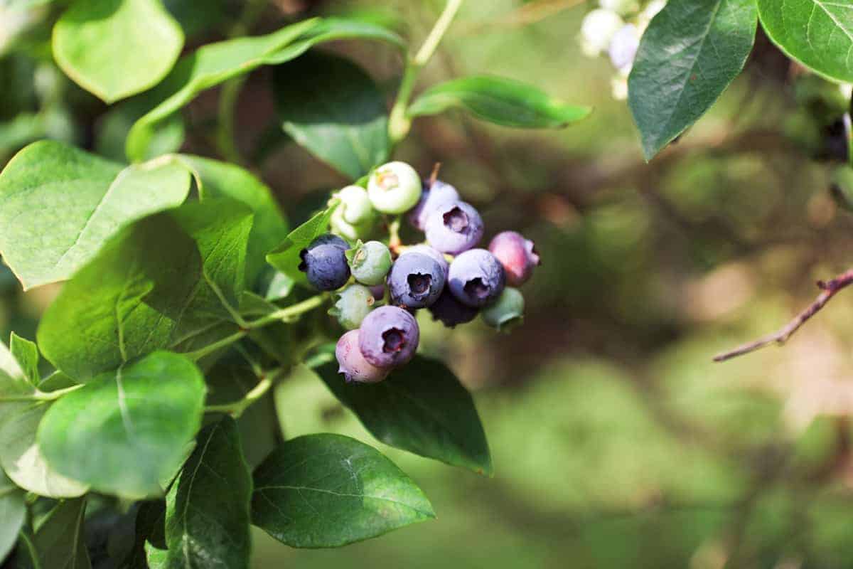 blueberry bush - how to pick blueberries with kids
